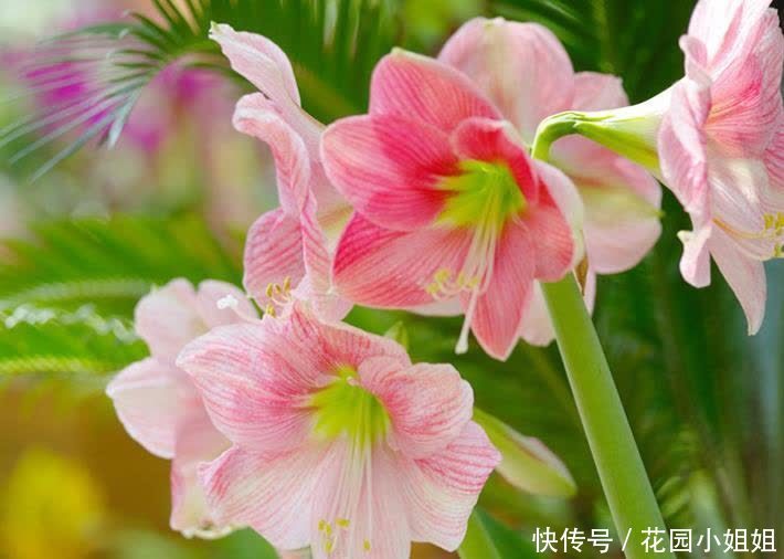 初夏养朱顶红,“6细节、2注意”学到手,开出大花朵