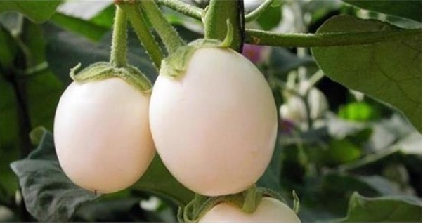 白蛋茄|养花不如种“鸡蛋”,好看又营养,3天采摘1次,够全家吃!