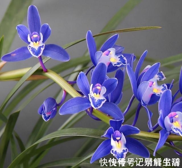 慧兰|这款“蓝色”兰花,突然就火了,被誉为“活香水”,很多人没见过!