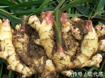 寒湿|十个女人九个宫寒,每天喝早上一杯,排出寒湿,预防子宫衰老