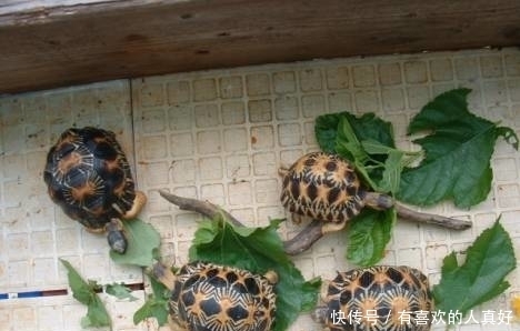 【金龟日记】认准这几种绿植,龟龟的美味菜肴