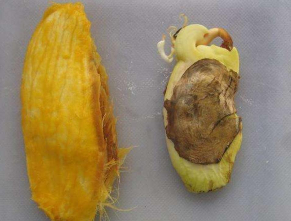 吃完2种水果,种子别扔,种到花盆里,长出美丽小盆栽