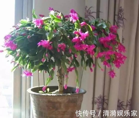 土壤|这10种花夏天“晒不得”,一见强光就黄叶,赶紧搬回家