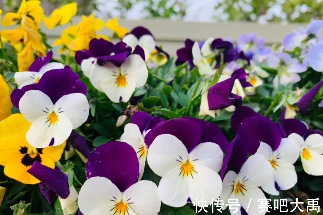 特耐寒的花,冬天照样能爆盆,颜值不输牡丹