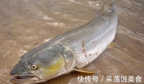 钓鱼人|俗称水老虎,淡水养殖的害鱼,能吃掉水中所有鱼,一条能卖上千元