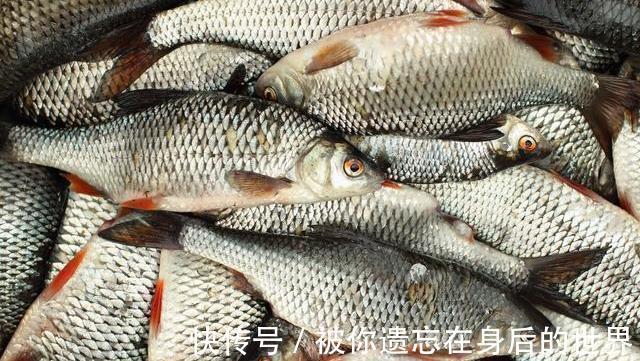 味道|吃鱼就认准这4种，营养高味道好，不懂吃太可惜了