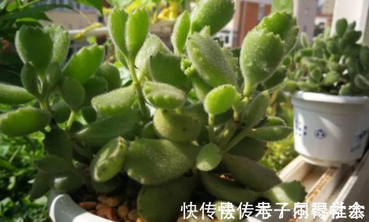 地方|多肉植物熊童子没精神，早点检查下这3地方，可能马上找到元凶
