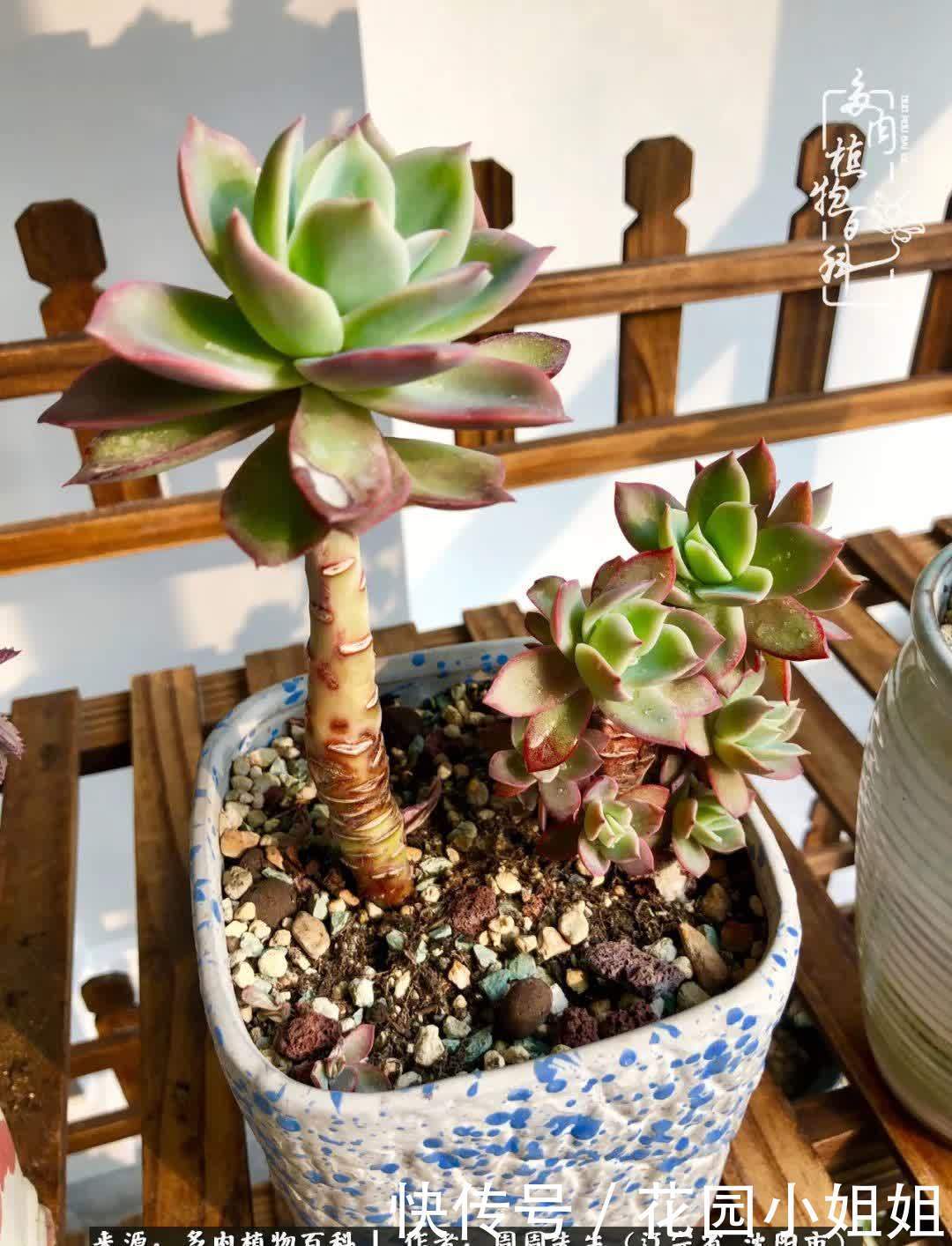 不羡鸳鸯不羡仙,只羡东北来春天!多肉冬去春来!