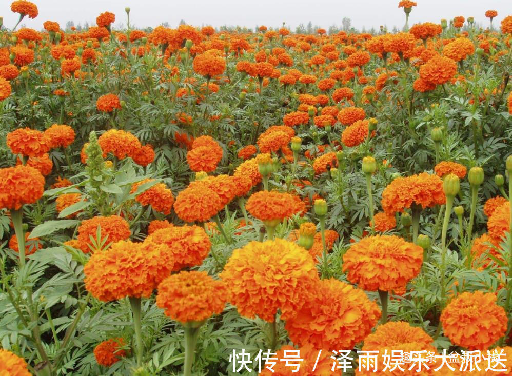 被忽视的一种花,花朵鲜艳,还能吃,药用价值也不低