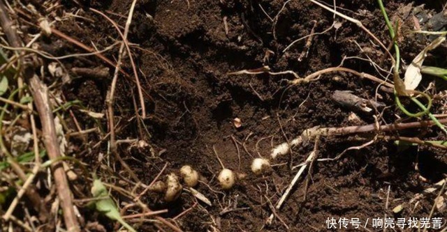 动植物群|罕见！泰山发现特大泰山柳后，近40年来最大的野生黄精群落又来了！