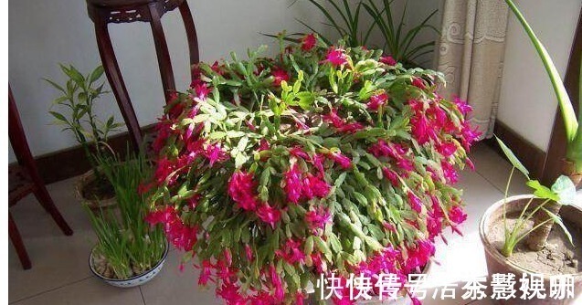 叶片|君子兰、长寿花、蟹爪兰总不开花,可能盆里缺点它,加一点就开花