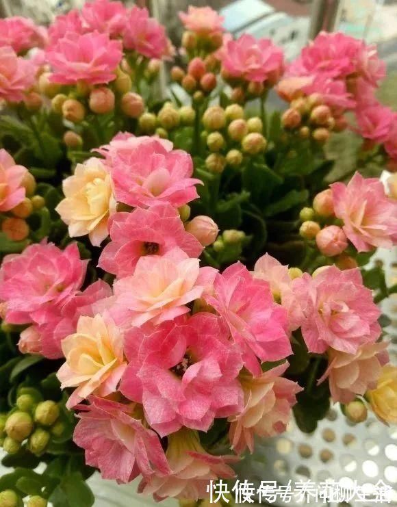 水仙|上万块的蟹爪兰，开花像烟花，养过的人不多