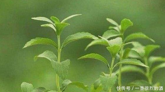 植物|农村一种“野草”,比白糖还甜50倍,却是天然“降糖药”,珍贵