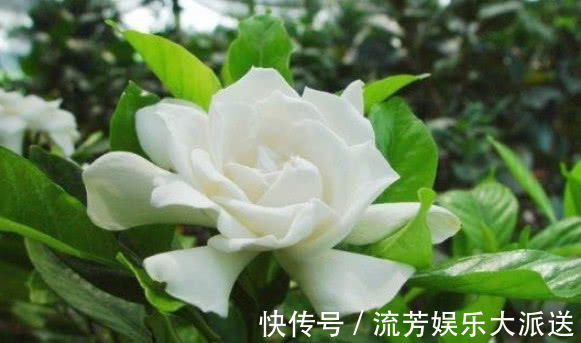 茉莉花|养栀子花、茉莉花，学会关键“1招”，不黄叶、不掉蕾，花开满枝