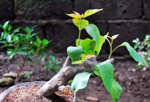 扦插|三角梅扦插总不活?吹口仙气,成活率翻倍,20天冒新芽