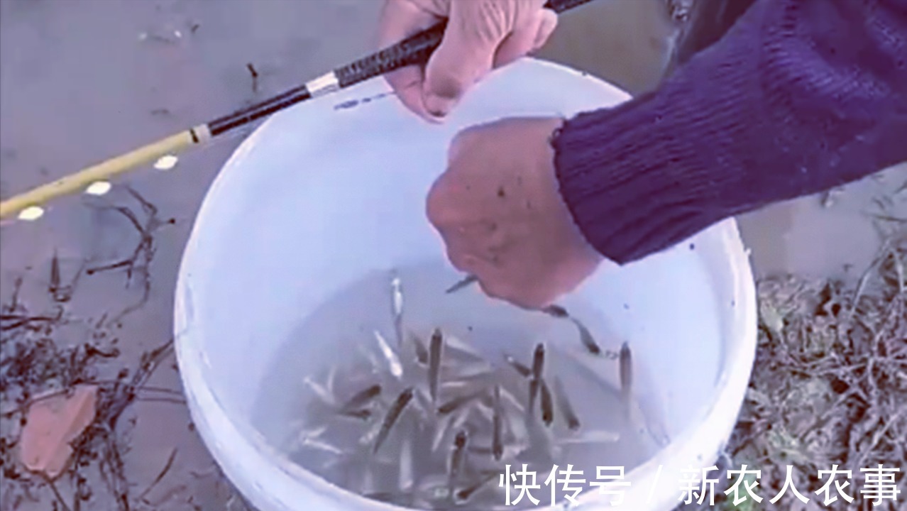 渔获|当大妈爱上了钓鱼,站在水中一动不动,桶里的渔获成为了亮点