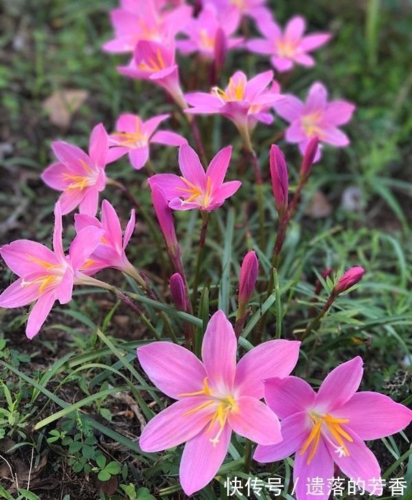 花卉|颜值超高的几款花卉，花大服盆快，随便一养成花海，太漂亮了