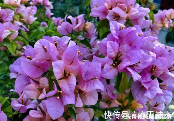 酸性|家中常见的6种花是“醋罐子”，多浇点酸水，叶子才能绿得发亮