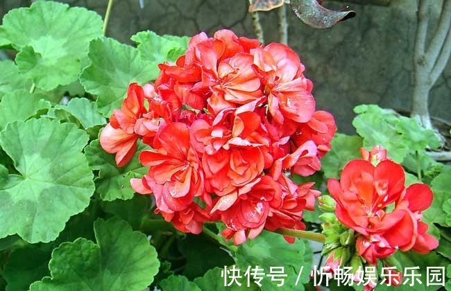 长寿花|赶紧养上几盆这些花卉,满室生香,春意盎然!美美美