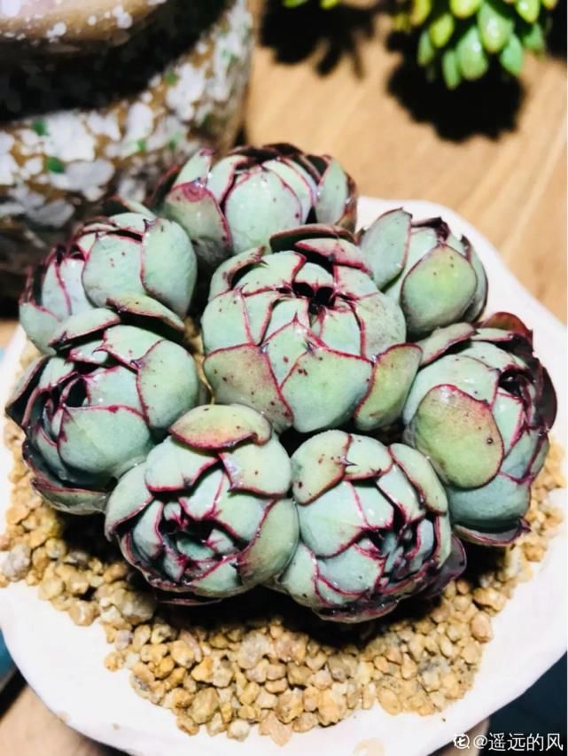 一入肉坑深似海，越养越上瘾