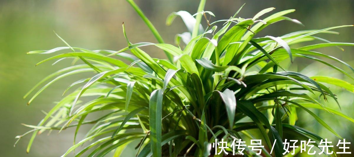 这种食品过期了别丢，给绿萝、吊兰“吃”，10年不黄叶！