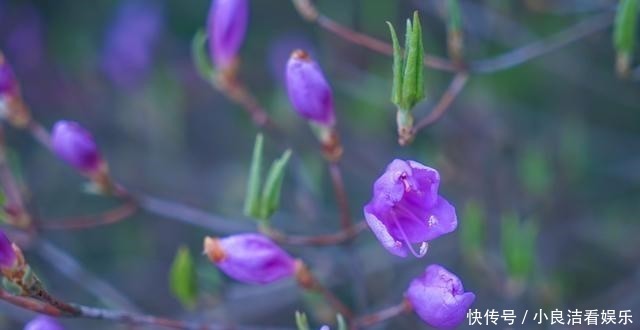 抓住春天尾巴，打卡几处“花中西施”的盛放之地，看看有你家乡吗