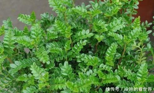 5种盆栽花卉,比香水还香,家里养1盆空气清新,太香了