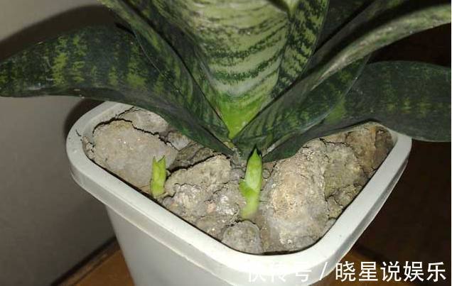 你养的虎皮兰盆栽蔫蔫的,别人家总是长势茂盛,养护就看这4招