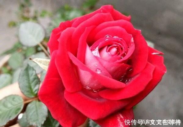 30种经典月季大合集,好看还养眼,看看你喜欢哪个