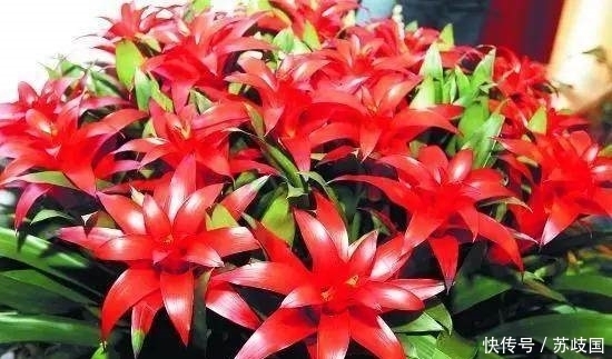 养花|养花不会浇水？这几种常见花卉的浇水方法学会了，再也不怕浇死了