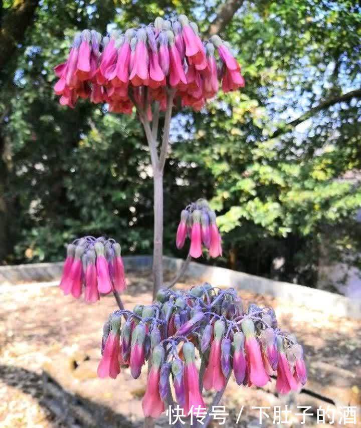 3种绿植,养在阳台露台上,不怕风吹日晒,开花也很美