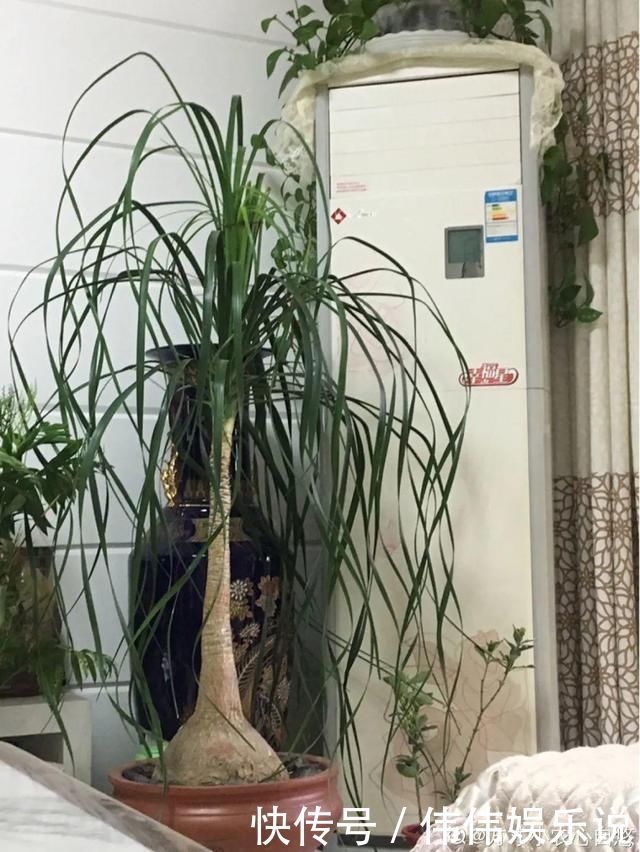 地方|夏天养花,这个地方千万别摆,否则3天死翘翘