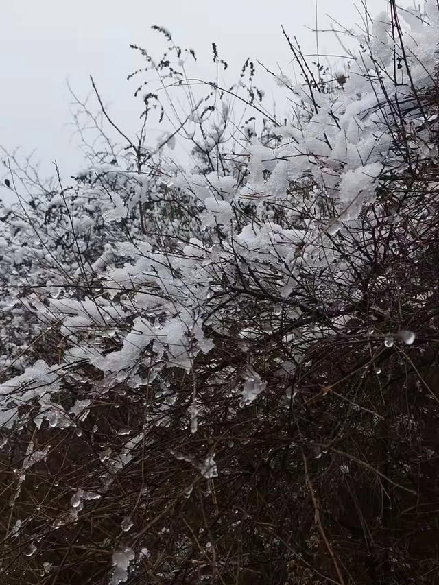 进来|大石崮森林公园喜提今冬初雪！点进来看雪景美图