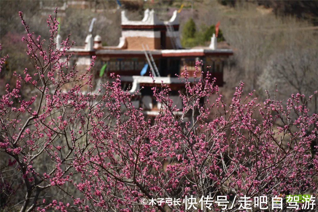 神仙包|春天第一站就去这里！醉春天之川西花海、雪山、冰湖七天之旅