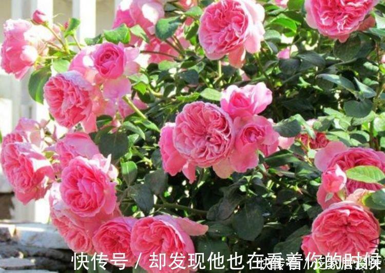 凤仙花|3种花特别适合养客厅，一开就是300多天，关键好养又漂亮！