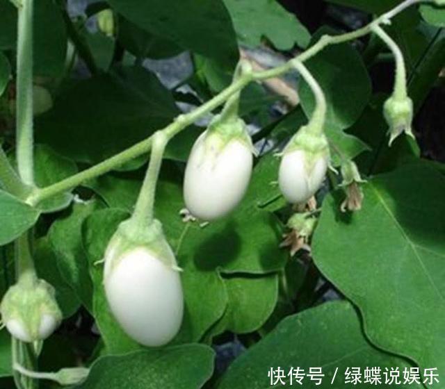 盆里长出白鸡蛋,个头不大味道却美,阳台就能种几盆