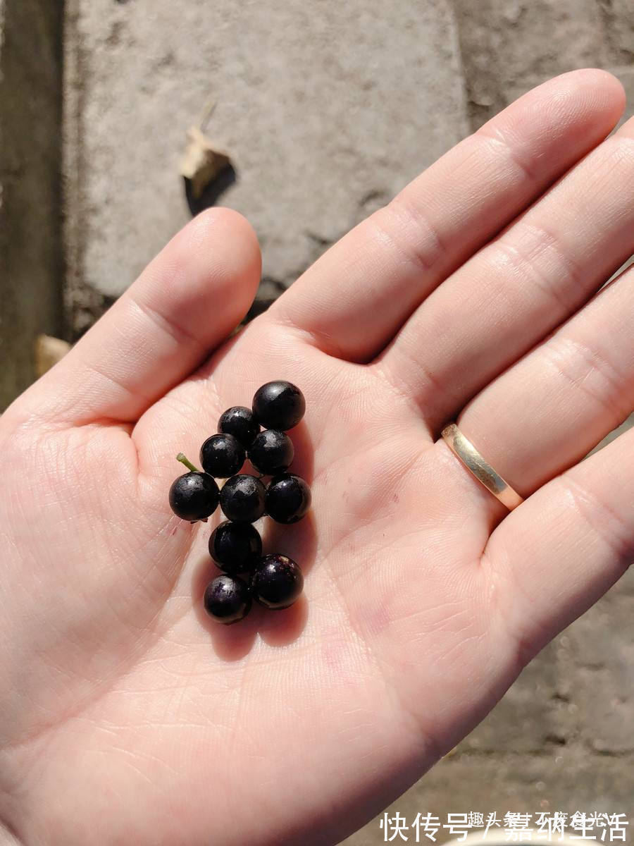小时候|农村路边的“黑星星”,小时候总吃,专家却说不能吃,值得了解!