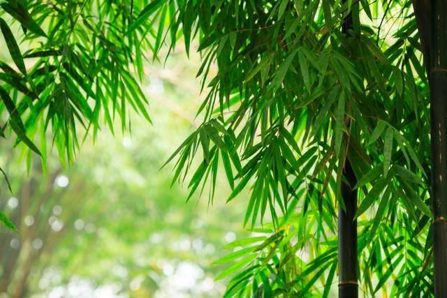 凤凰鸣矣，于彼高冈；梧桐生矣，于彼朝阳——拙政园之梧竹幽居