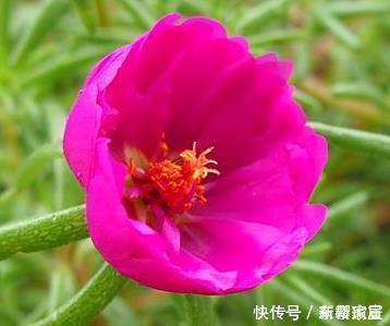 这三种水简直是花草的噩梦浇一盆死一盆,赶快停手吧