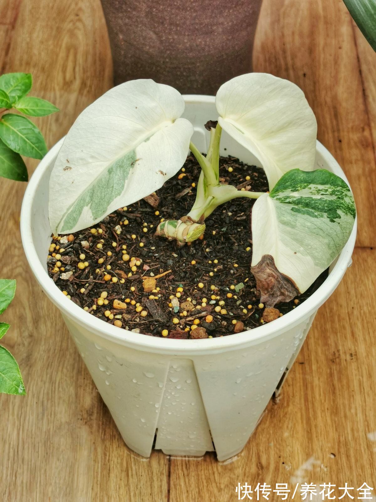 不会选花肥的,一瓶“花多多”就搞定,十来块钱啥花都能用