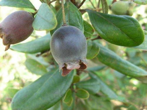 补肾|路边无人问津的野果,每天吃几个,滋阴补肾,补血乌发,你认识吗