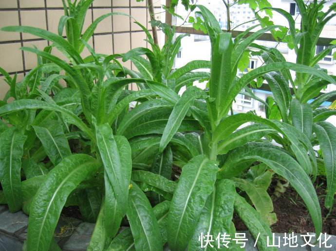 阳台养上“3种菜”,不仅观赏价值高,常吃还能远离“癌细胞”!