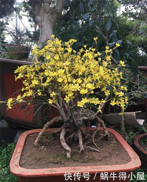 懒人|3种懒人花,根系露一半,浇水懒一些,越长越好看,值得拥有!