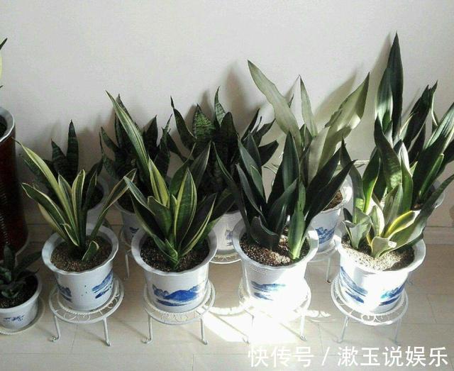 根系|春天虎皮兰不见长用上“1招”,根系窜满盆,2年长到1米高!