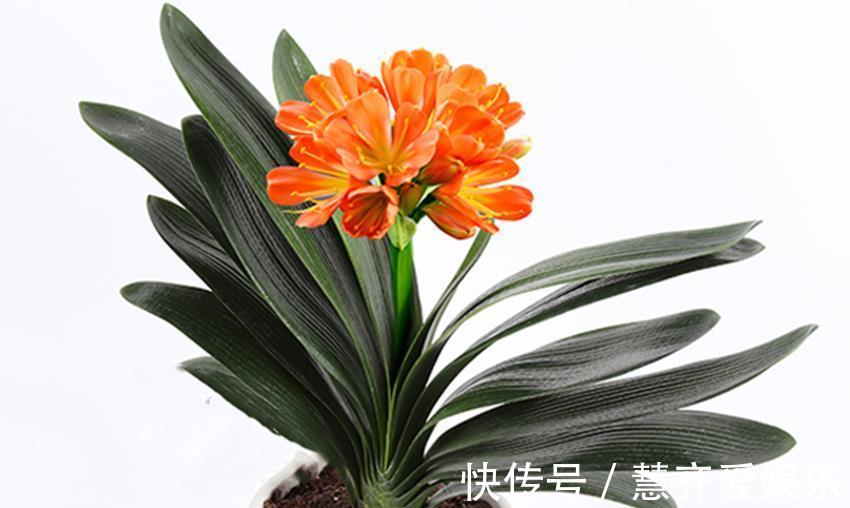 孕蕾|秋天养蟹爪兰、长寿花、君子兰，需要做好三件事，多年经验