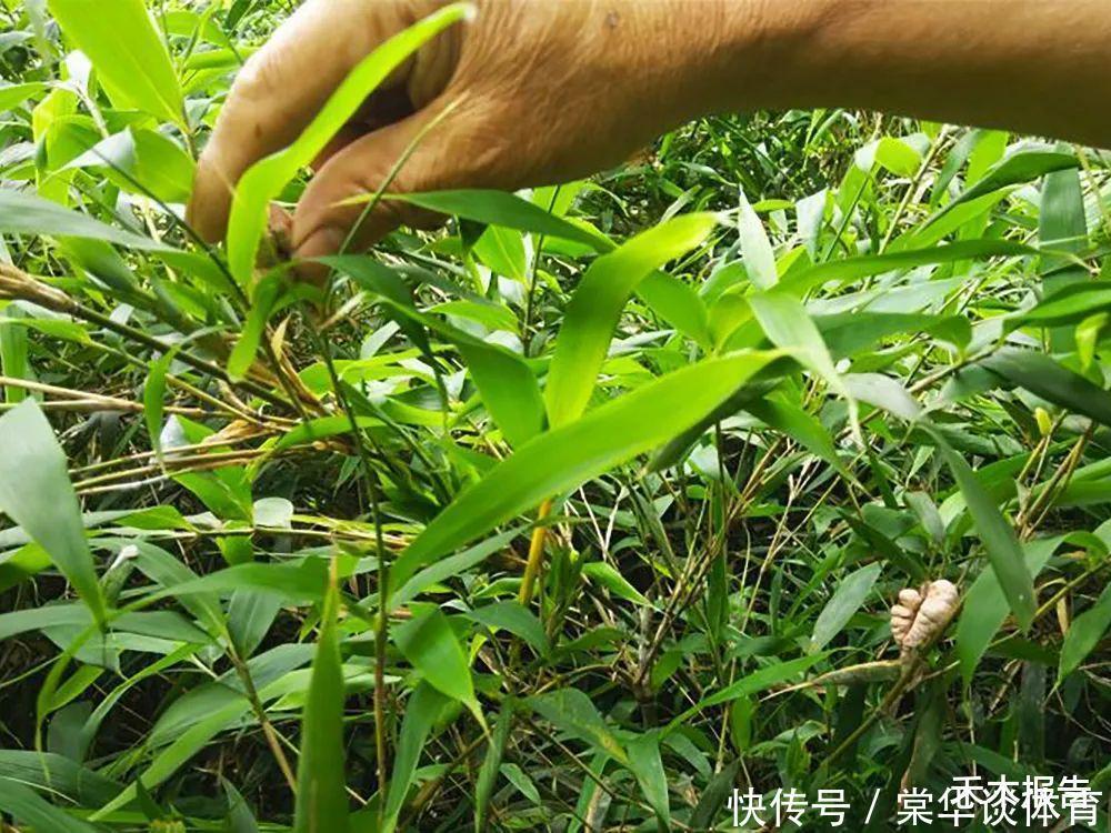 竹子上长的“肉瘤”，若你家竹林里有，请别错过，如今价值很珍贵