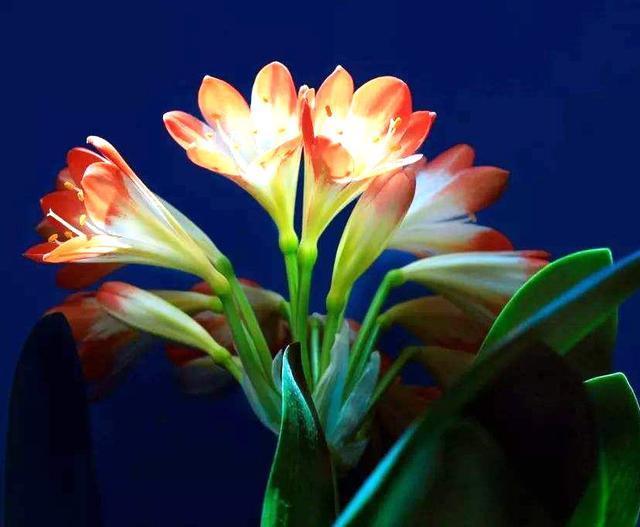 君子兰不抽箭愁死人,收下技巧,眼看着花剑往外钻,花大色艳