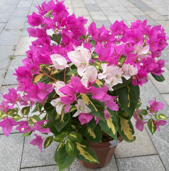 三角梅不开花12字的养护技巧，让它马上变成开花机器