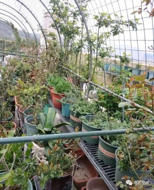 开春,买花小心“3个坑”,早知道早避免,少花冤枉钱!