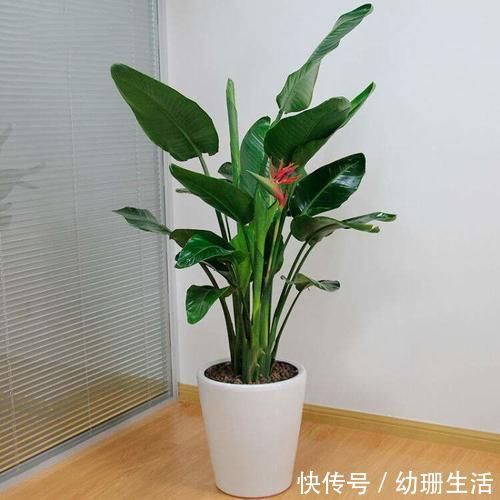 光照|此4种“花卉”耐阴好养，吉祥又漂亮，家里养1盆，四季都能赏